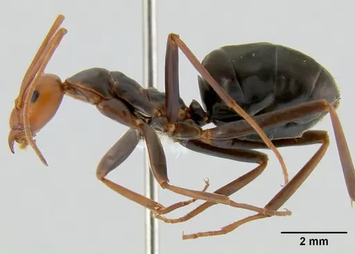 Leptomyrmex wiburdi specimen CASENT0011875 image casent0011875_1