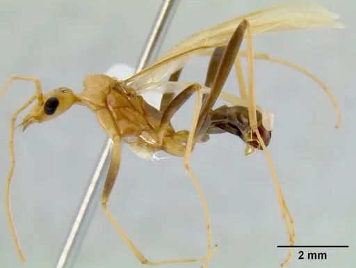 Leptomyrmex wiburdi specimen CASENT0011877 image casent0011877_1