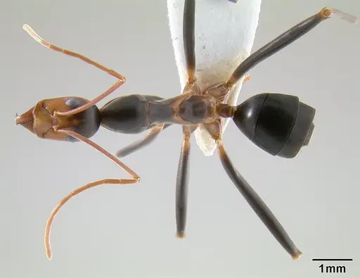 Leptomyrmex wiburdi specimen CASENT0127038 image casent0127038_1