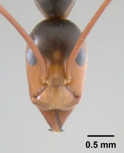 Leptomyrmex wiburdi specimen CASENT0127038 image casent0127038_2