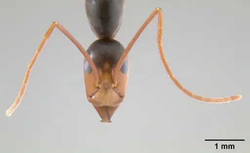 Leptomyrmex wiburdi specimen CASENT0127038 image casent0127038_3