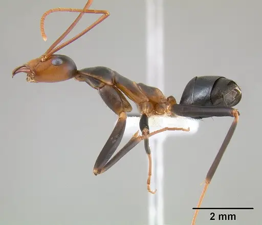 Leptomyrmex wiburdi specimen CASENT0127038 image casent0127038_4