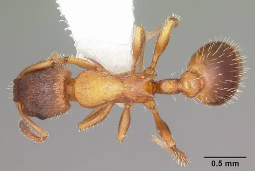 Leptothorax acervorum specimen CASENT0104845 image casent0104845_1