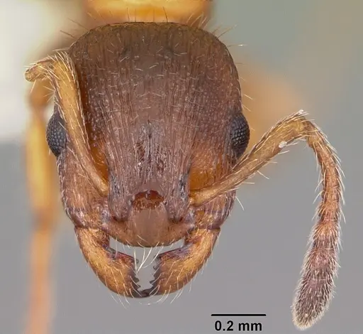 Leptothorax acervorum specimen CASENT0104845 image casent0104845_2