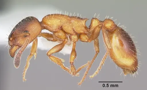 Leptothorax acervorum specimen CASENT0104845 image casent0104845_3