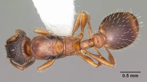 Leptothorax acervorum specimen CASENT0104846 image casent0104846_1