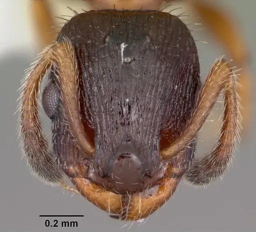 Leptothorax acervorum specimen CASENT0104846 image casent0104846_2