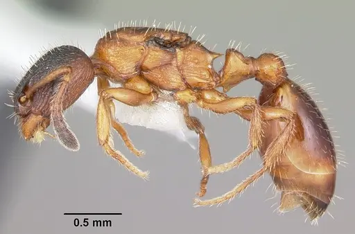 Leptothorax acervorum specimen CASENT0104846 image casent0104846_3