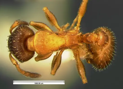Leptothorax acervorum specimen CASENT0105612 image casent0105612_1