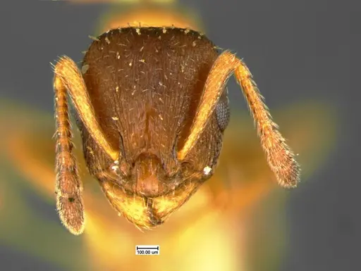 Leptothorax acervorum specimen CASENT0105612 image casent0105612_2