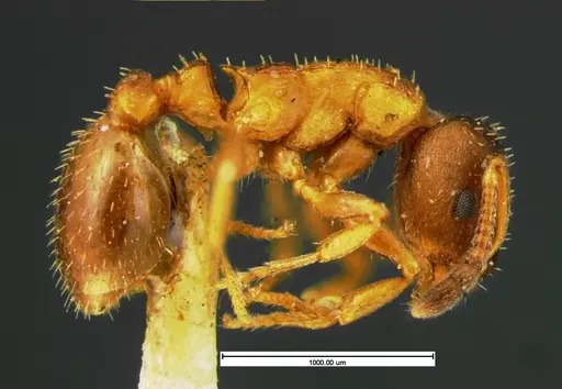 Leptothorax acervorum specimen CASENT0105612 image casent0105612_3