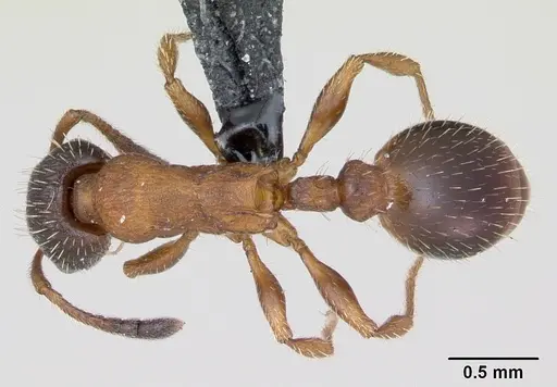 Leptothorax acervorum specimen CASENT0173138 image casent0173138_1