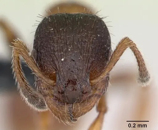Leptothorax acervorum specimen CASENT0173138 image casent0173138_2