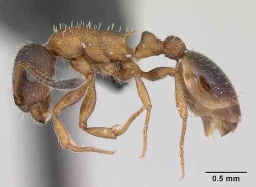 Leptothorax acervorum specimen CASENT0173138 image casent0173138_3