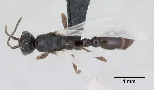 Leptothorax acervorum specimen CASENT0173139 image casent0173139_1