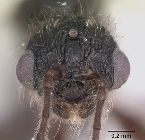 Leptothorax acervorum specimen CASENT0173139 image casent0173139_2