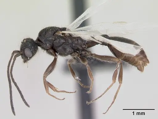 Leptothorax acervorum specimen CASENT0173139 image casent0173139_3
