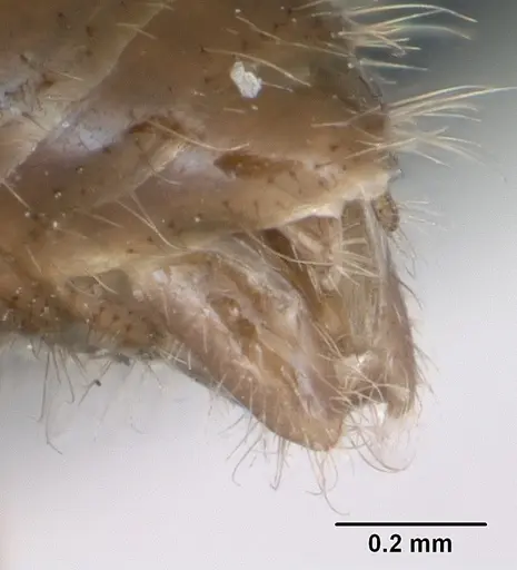 Leptothorax acervorum specimen CASENT0173139 image casent0173139_4