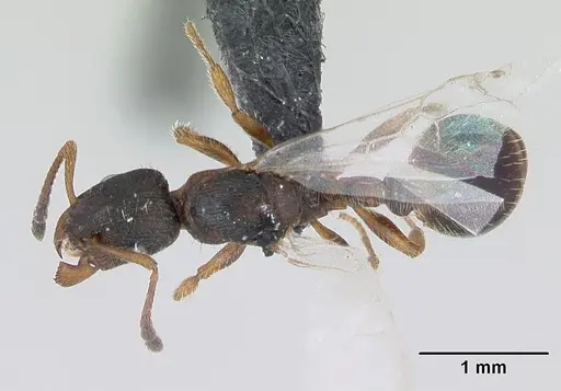 Leptothorax acervorum specimen CASENT0173140 image casent0173140_1