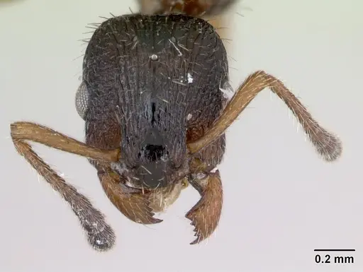 Leptothorax acervorum specimen CASENT0173140 image casent0173140_2