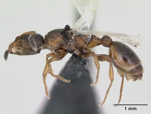 Leptothorax acervorum specimen CASENT0173140 image casent0173140_3