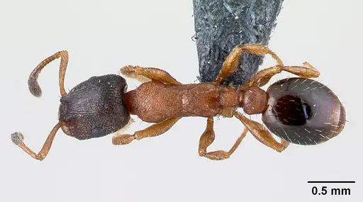 Leptothorax acervorum specimen CASENT0179926 image casent0179926_1