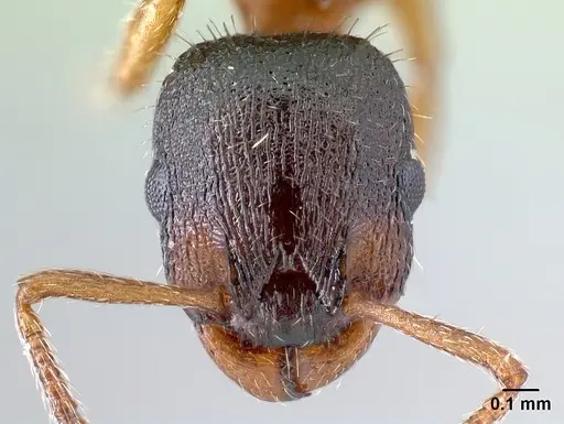 Leptothorax acervorum specimen CASENT0179926 image casent0179926_2
