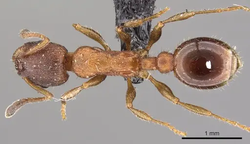 Leptothorax acervorum specimen CASENT0901769 image casent0901769_1