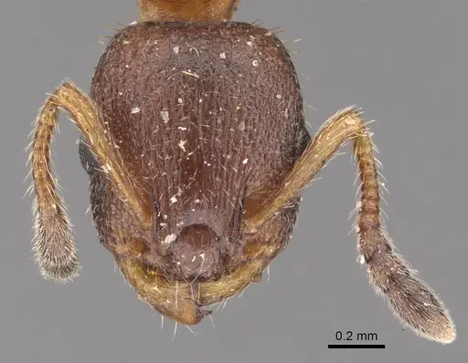 Leptothorax acervorum specimen CASENT0901769 image casent0901769_2