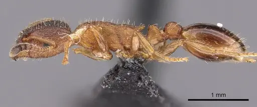 Leptothorax acervorum specimen CASENT0901769 image casent0901769_3