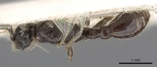Leptothorax acervorum specimen CASENT0901770 image casent0901770_1