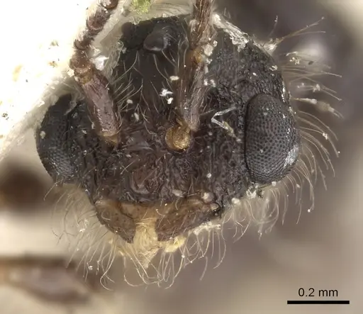 Leptothorax acervorum specimen CASENT0901770 image casent0901770_2