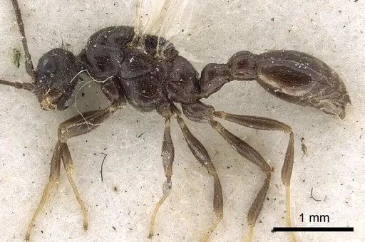 Leptothorax acervorum specimen CASENT0901770 image casent0901770_3