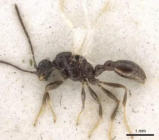 Leptothorax acervorum specimen CASENT0901770 image casent0901770_4