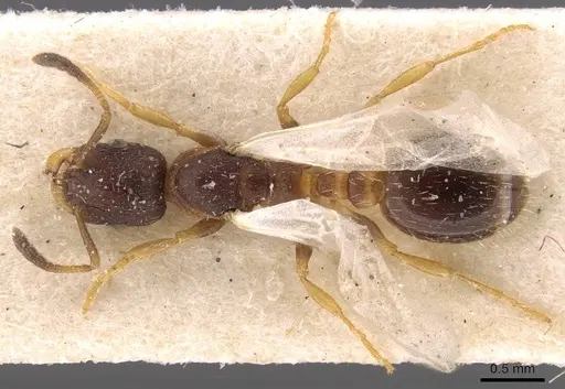 Leptothorax acervorum specimen CASENT0907570 image casent0907570_1