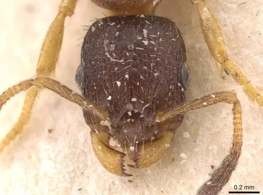 Leptothorax acervorum specimen CASENT0907570 image casent0907570_2