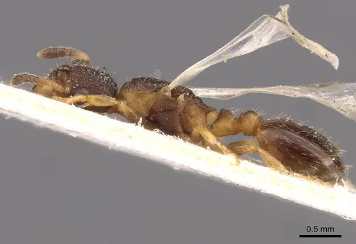 Leptothorax acervorum specimen CASENT0907570 image casent0907570_3
