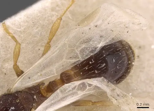 Leptothorax acervorum specimen CASENT0907570 image casent0907570_4
