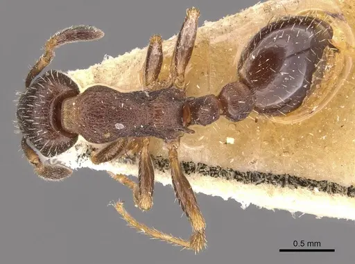 Leptothorax acervorum specimen CASENT0909064 image casent0909064_1