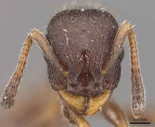 Leptothorax acervorum specimen CASENT0909064 image casent0909064_2