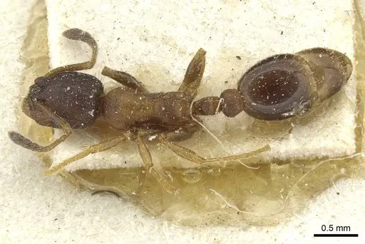 Leptothorax acervorum specimen CASENT0912889 image casent0912889_1