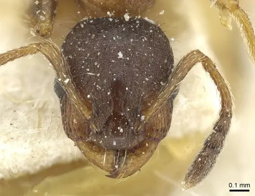 Leptothorax acervorum specimen CASENT0912889 image casent0912889_2