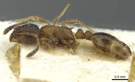 Leptothorax acervorum specimen CASENT0912889 image casent0912889_3