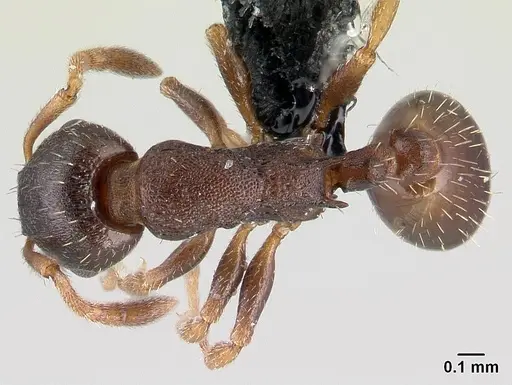 Leptothorax athabasca specimen CASENT0178886 image casent0178886_1