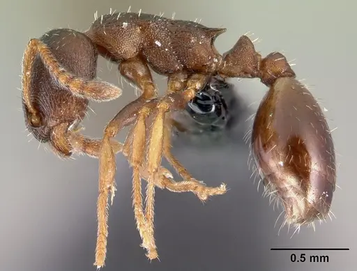 Leptothorax athabasca specimen CASENT0178886 image casent0178886_3