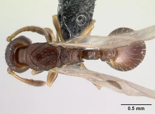 Leptothorax athabasca specimen CASENT0178887 image casent0178887_1