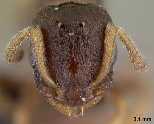 Leptothorax athabasca specimen CASENT0178887 image casent0178887_2