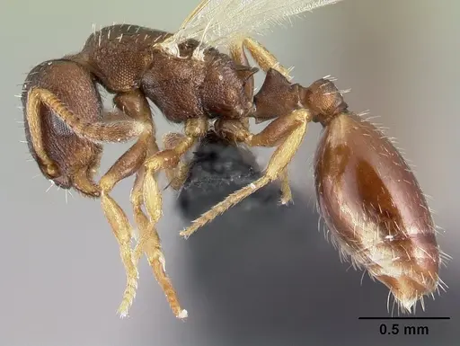 Leptothorax athabasca specimen CASENT0178887 image casent0178887_3