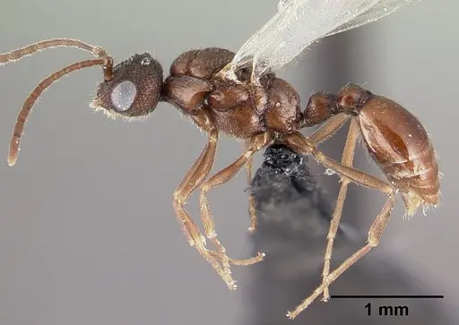 Leptothorax athabasca specimen CASENT0178888 image casent0178888_3