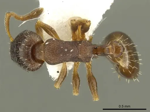 Leptothorax athabasca specimen CASENT0919746 image casent0919746_1